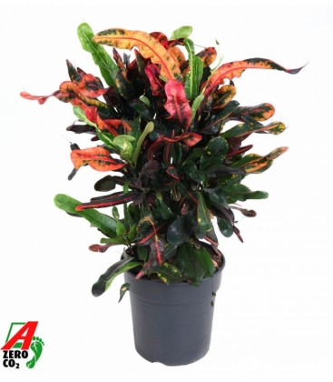 Croton