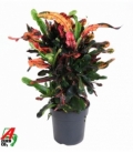 Croton