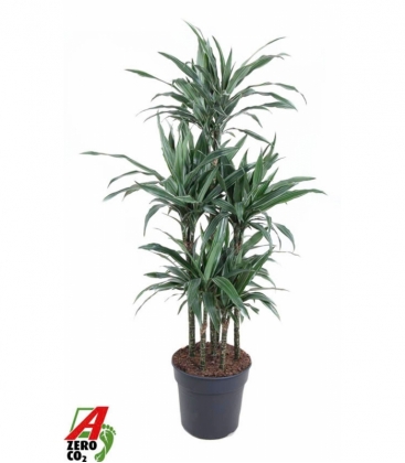 Dracaena