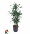 Dracaena