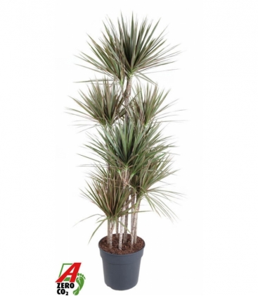 Dracaena