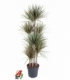 Dracaena