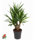Yucca