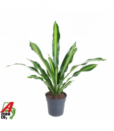 Dracaena