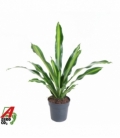 Dracaena