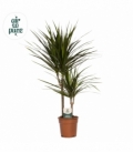 Dracaena