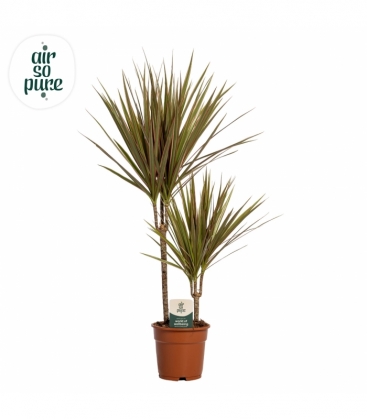 Dracaena