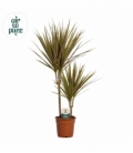 Dracaena