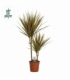 Dracaena