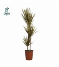 Dracaena
