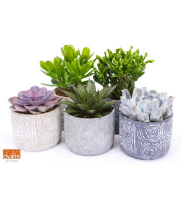 succulents
