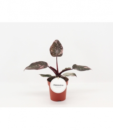 Philodendron