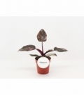 Philodendron