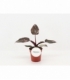 Philodendron
