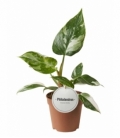Philodendron