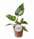 Philodendron