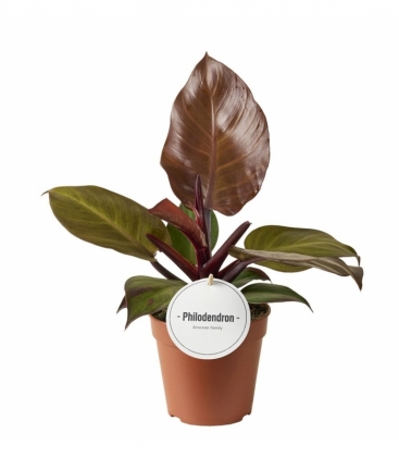Philodendron
