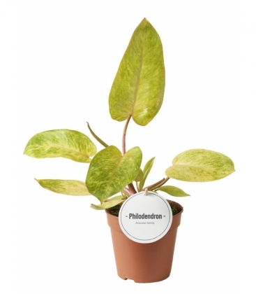 Philodendron