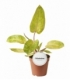 Philodendron