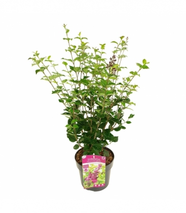 Syringa