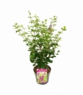 Syringa
