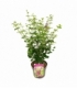 Syringa
