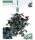 Tradescantia