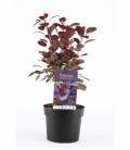 Cotinus