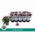 Chrysanthemum
