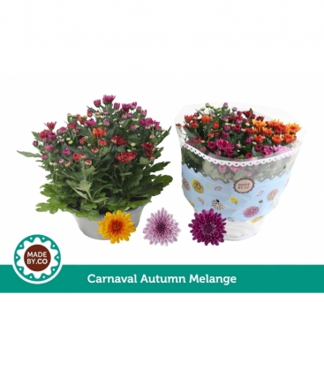 Chrysanthemum