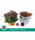 Chrysanthemum