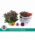 Chrysanthemum
