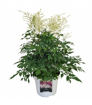 Astilbe