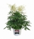 Astilbe