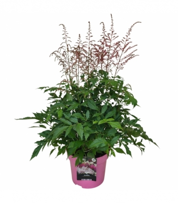 Astilbe