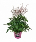Astilbe