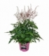 Astilbe