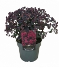 Sedum