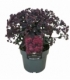 Sedum