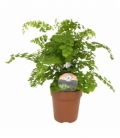 Adiantum