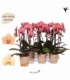 Phalaenopsis