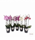 Phalaenopsis