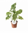 Syngonium