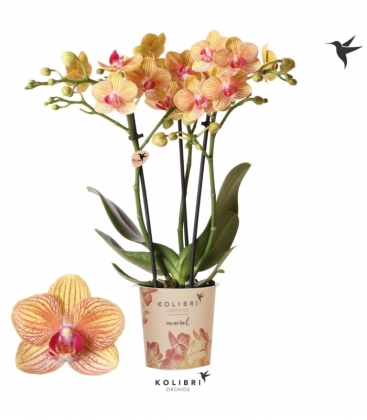 Phalaenopsis