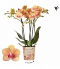 Phalaenopsis