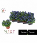 Gentiana