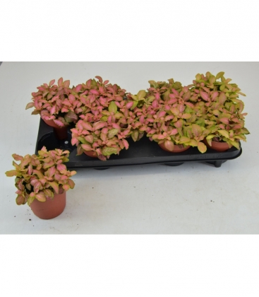 Fittonia