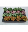 Fittonia