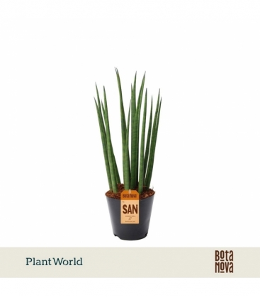 Sansevieria