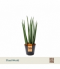 Sansevieria